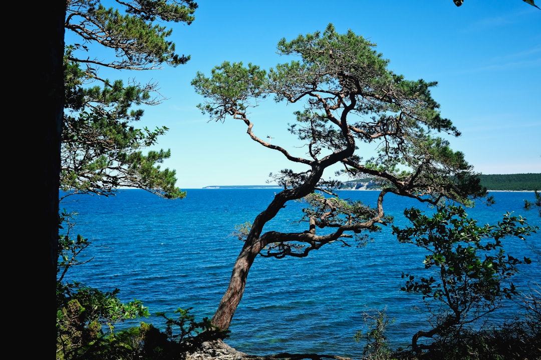 A tree overlooks the sea on a sunny day