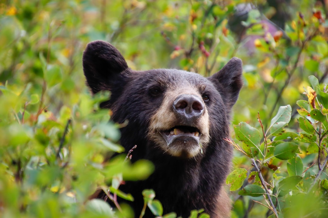 a close up of a bear in a field of plants