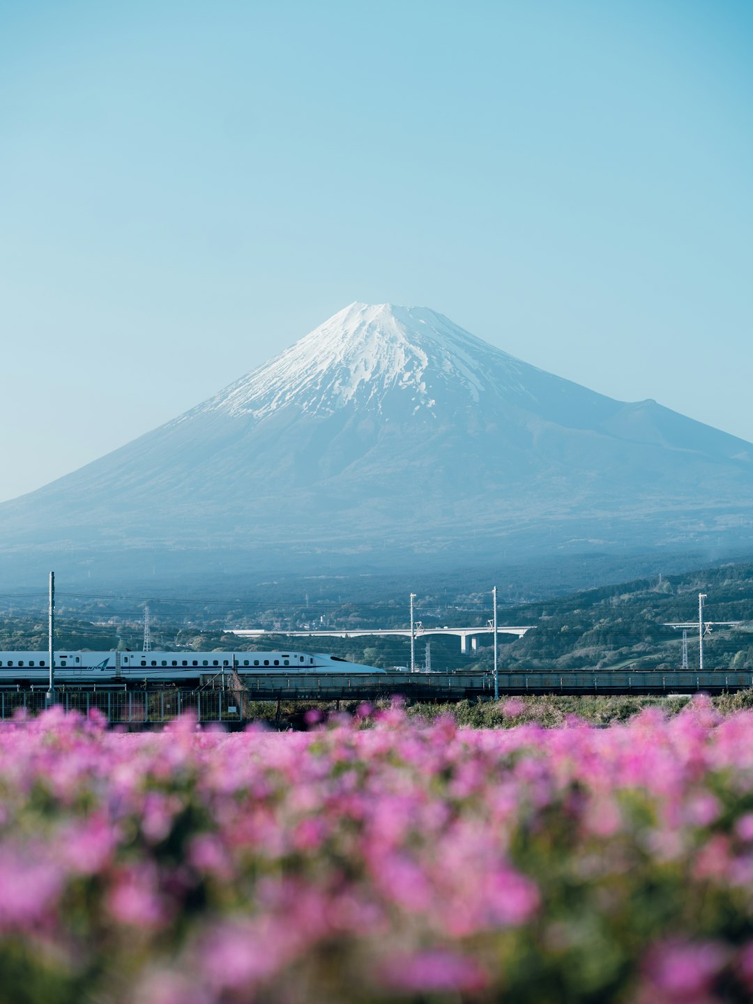 A bullet train passes by mount fuji with pink flowers